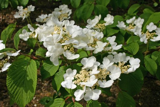 A Hydrangea 'Lacecap White' 8" Pot in bloom, featuring clusters of large white flowers and small buds, surrounded by green leaves.