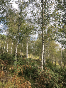 A grove of slender, white birch trees with green leaves stands amidst ferns and grass on a sunny Easter Long Weekend day.