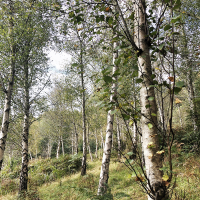A forest scene with slender birch trees standing closely together, surrounded by green underbrush and lit by soft daylight filtering through the foliage. Silver Birch