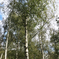 Tall birch trees with white bark and green leaves stand closely together in a forest under a partly cloudy sky. Silver Birch