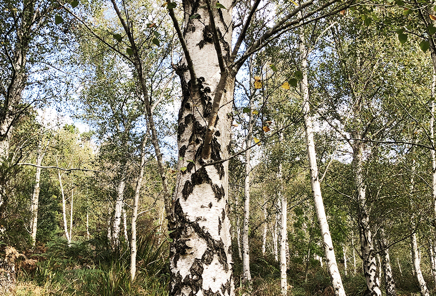 A forest scene showing multiple birch trees with white bark and black markings, surrounded by green foliage and undergrowth. Sunlight filters through the leaves, casting a dappled shadow on the ground during a serene Easter Long Weekend. Silver Birch Trees