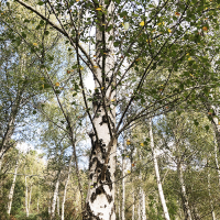 A grove of birch trees with white bark and green leaves in a wooded area. Sunlight filters through the foliage, creating a dappled light effect on the ground. Silver Birch