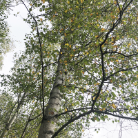 View looking up at a tall tree with a slender trunk and green leaves against a pale sky. Sparse yellow foliage indicates early autumn. Silver Birch