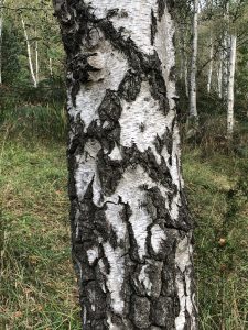 Close-up of a birch tree trunk with distinctive white and dark brown bark textures, surrounded by grass and additional birch trees in the background, evoking the serene beauty typical of an Easter Long Weekend in nature.