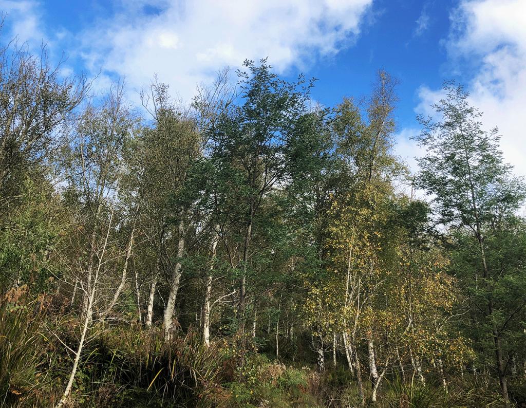 A forest scene with a mix of tall trees and underbrush under a partly cloudy sky. Some trees have green leaves, while others have yellowing foliage, offering the perfect backdrop for an Easter Long Weekend adventure. Siver Birch Trees
