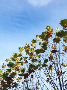 Green and yellow leaves on branches against a clear blue sky, reminiscent of the advanced field dug trees for sale.
