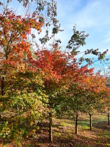 Trees with green and orange-red leaves, available for sale from advanced field dug selections, stand in a sunlit park, with a clear blue sky in the background.