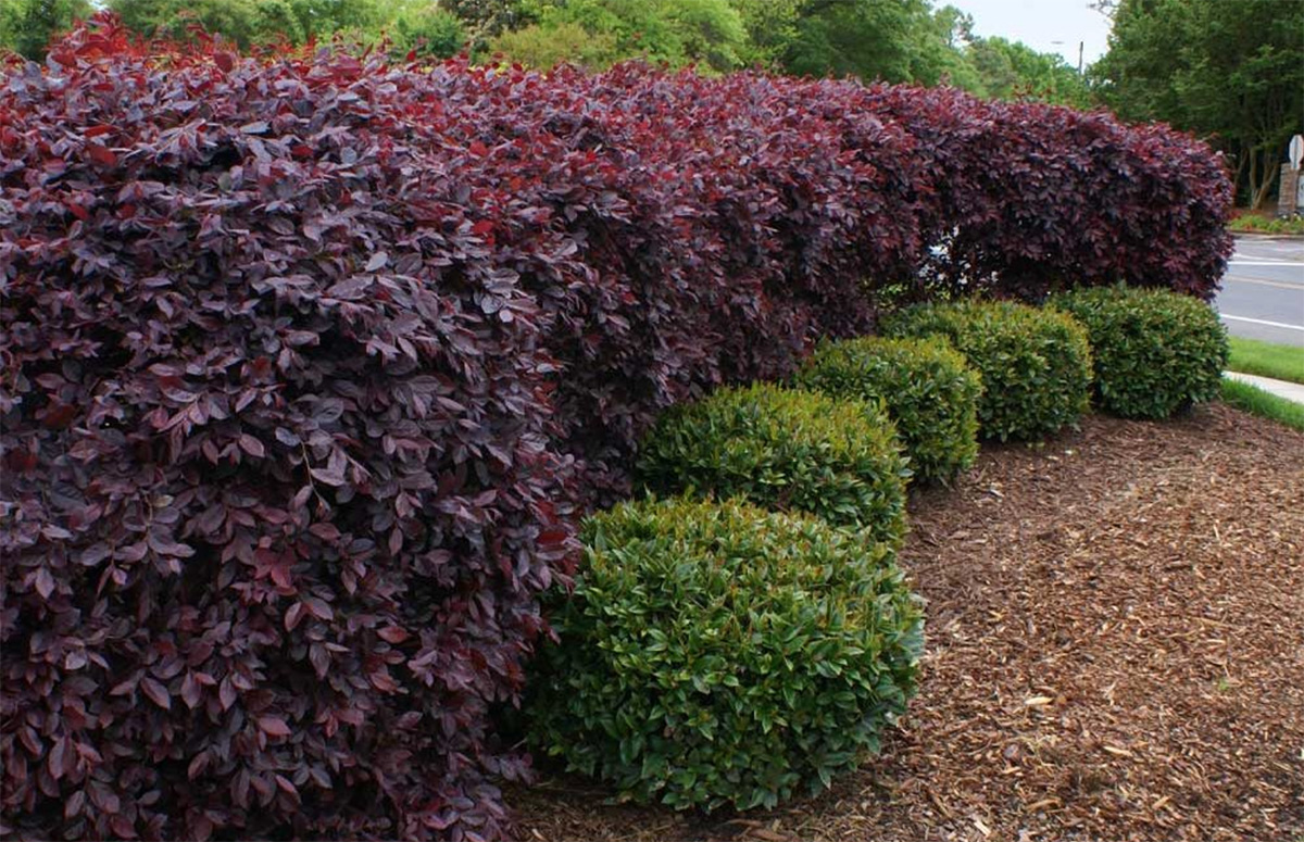 A landscaped garden showcasing a row of burgundy-colored bushes alongside neatly trimmed green shrubs, set against a background of trees and a visible roadway. The design takes inspiration from the calming aesthetics often achieved with top indoor plants.