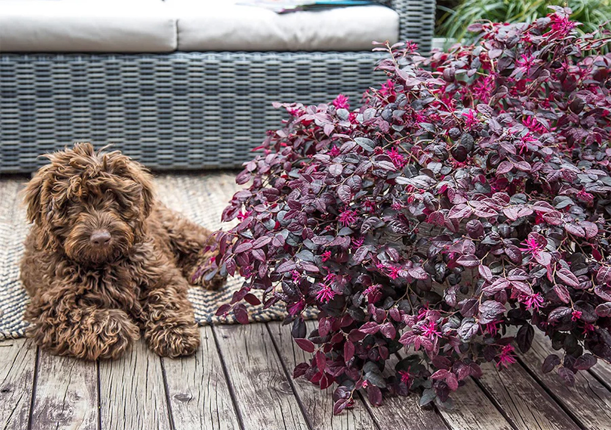 A brown dog lying on a wooden deck next to a large purple-leafed shrub, one of the top indoor plants known for its vibrant color. A wicker couch is in the background.