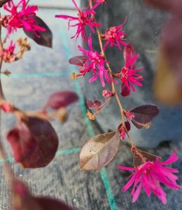 Close-up of a branch with bright pink flowers and dark purple leaves against a blurred background, highlighting one of the top indoor plants in a large black pot. Loropetalum China Pink