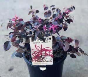 A potted Loropetalum plant with a tag reading "Purple Pixie" and "Hello Hello" sits on the concrete ground. The plant, considered one of the top indoor plants, boasts dark foliage and vibrant pink flowers.