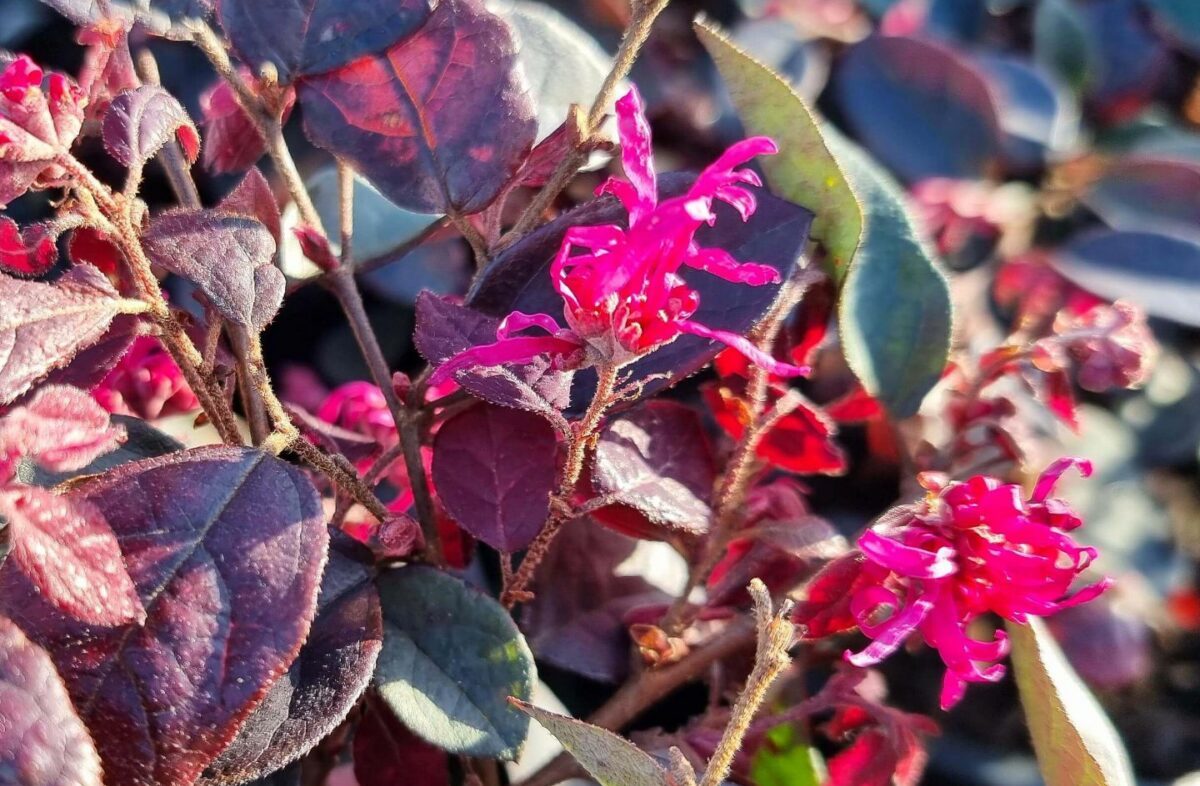 Close-up of vibrant pink flowers with ragged petals set among dark purple leaves, showcasing one of the top indoor plants for adding a burst of color to any space. Loropetalum Purple Prince
