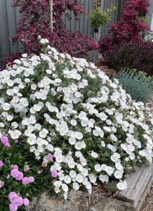 A garden bed features a large cluster of white flowers in the center, with pink flowers on the left. There are red-leaved plants and a metal fence in the background, showcasing an arrangement reminiscent of top indoor plants’ elegance and variety.