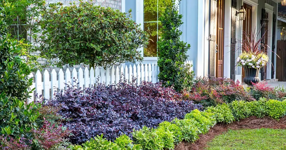 Front yard of a house with a white picket fence and a variety of plants including purple and green bushes in a well-maintained garden bed. A tree is visible beside a window, offering inspiration for cultivating top indoor plants. Loropetalum