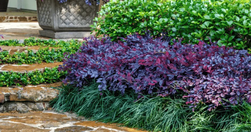 A garden scene featuring green and purple-leaved plants, neatly arranged by a stone pathway, showcasing some of the top indoor plants admired for their vibrant colors and organized beauty. Loropetalum