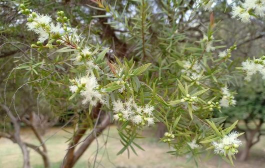 Close-up of a tree branch with green, feathery foliage and clusters of small, white, fluffy flowers. The background reveals more branches of the Melaleuca 'Swamp Paperbark' Myrtle 8" Pot tree and a grassy ground.