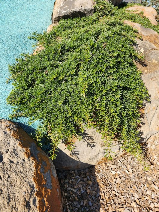 A Myoporum 'Broad Leaf' 8" Pot plant is growing next to a large rock and on blue gravel, with the surrounding soil covered in brown wood chips.