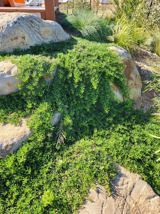 Image of lush, green Myoporum 'Broad Leaf' ground cover plants growing over and around large boulders in a landscaped garden.