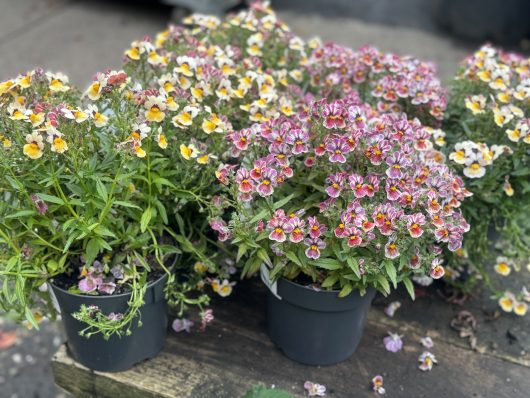 Three potted Nemesia 'Assorted Mix' 6" Pots with small, colorful blooms in shades of yellow, white, and pink are placed on a wooden surface. Fallen petals are scattered around the pots, creating a charming assorted mix.