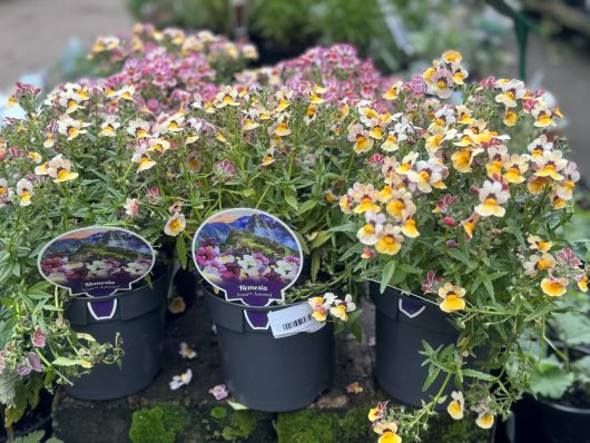 Potted Nemesia 'Assorted Mix' 6" Pot plants with small, colorful flowers are displayed at a garden center. Each pot has a label showing an image of the flowers and the plant name.
