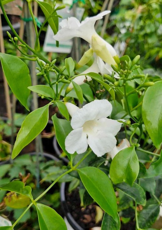 A close-up of the Pandorea 'White Bower Vine' 6" Pot highlights its delicate white flowers and lush green leaves in a serene garden setting.