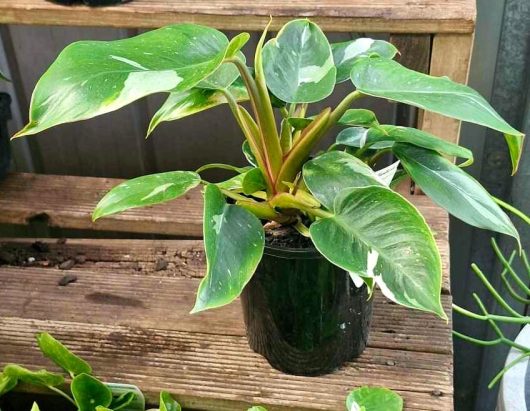 The Philodendron 'White Princess' 5" Pot, with its variegated green leaves, graces a wooden surface.