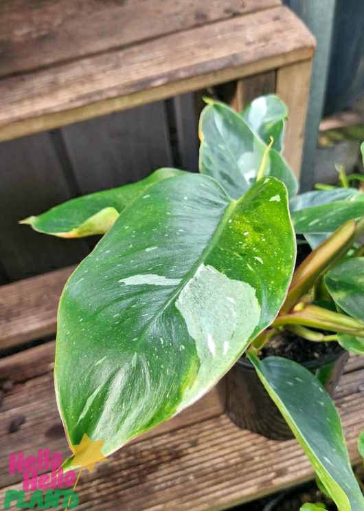 A close-up view of a Philodendron 'White Princess' leaf showcasing exquisite white variegation, nestled in a 5" pot and resting on a wooden surface.