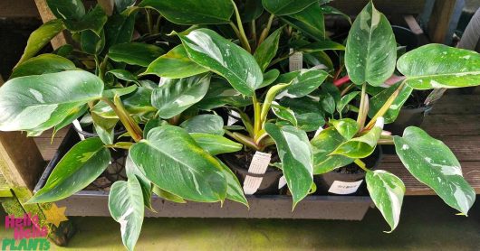 Shelves adorned with a variety of potted green plants feature the eye-catching Philodendron 'White Princess' in a 5" pot, showcasing its variegated leaves. A small, colorful sign in the corner reads "Hello Hello Plants.