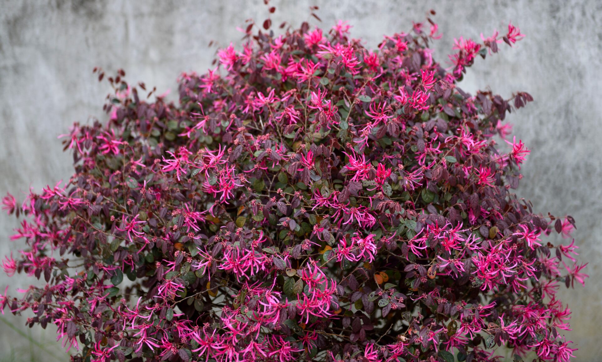 A bush with small purple leaves and bright pink flowers grows densely against a concrete wall, showcasing why it's considered one of the top indoor plants. Loropetalum Plum Gorgeous