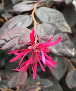 Close-up of a top indoor plant with dark purple leaves and a singular bright pink flower. In the bottom left corner, there is a cartoon character with the text "Hello Hello. Loropetalum Plum Gorgeous 