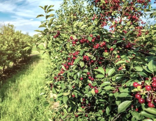 A Prunus 'Bing' Cherry in a 12" pot, with numerous small red berries and green leaves, grows in a field under a partly cloudy sky.