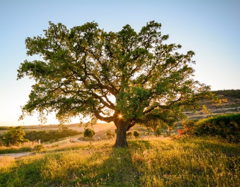 Quercus suber 'Cork Oak' 8