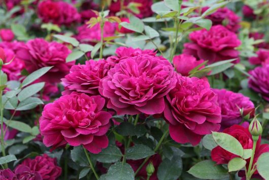 A cluster of vibrant magenta Rose 'Veterans Honour®' Bush Form (Copy) in full bloom, showcasing their bush form amidst lush green foliage.