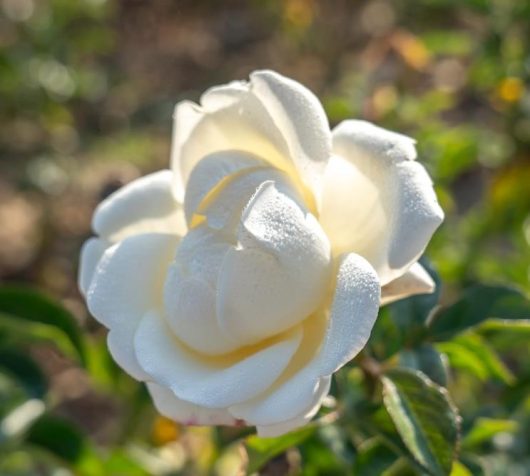 Close-up of a dewy white rose with detailed petals, set against a blurred green and brown background, reminiscent of the elegance seen in the "Rose 'Atomic Blonde' Bush Form.