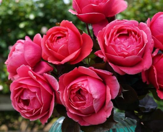 A close-up photograph of a Rose 'No Surrender' Bush Form (Copy) in full bloom, set against a blurred green background.