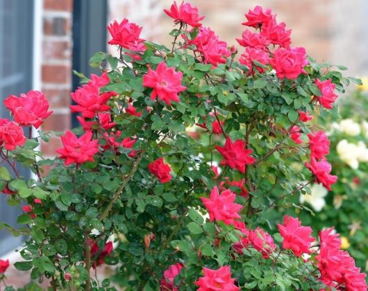 A vibrant bush of pink Rose 'Veterans Honour®' Bush Form (Copy) roses in full bloom with dense green foliage, set against a background of a building with brick and window visible.