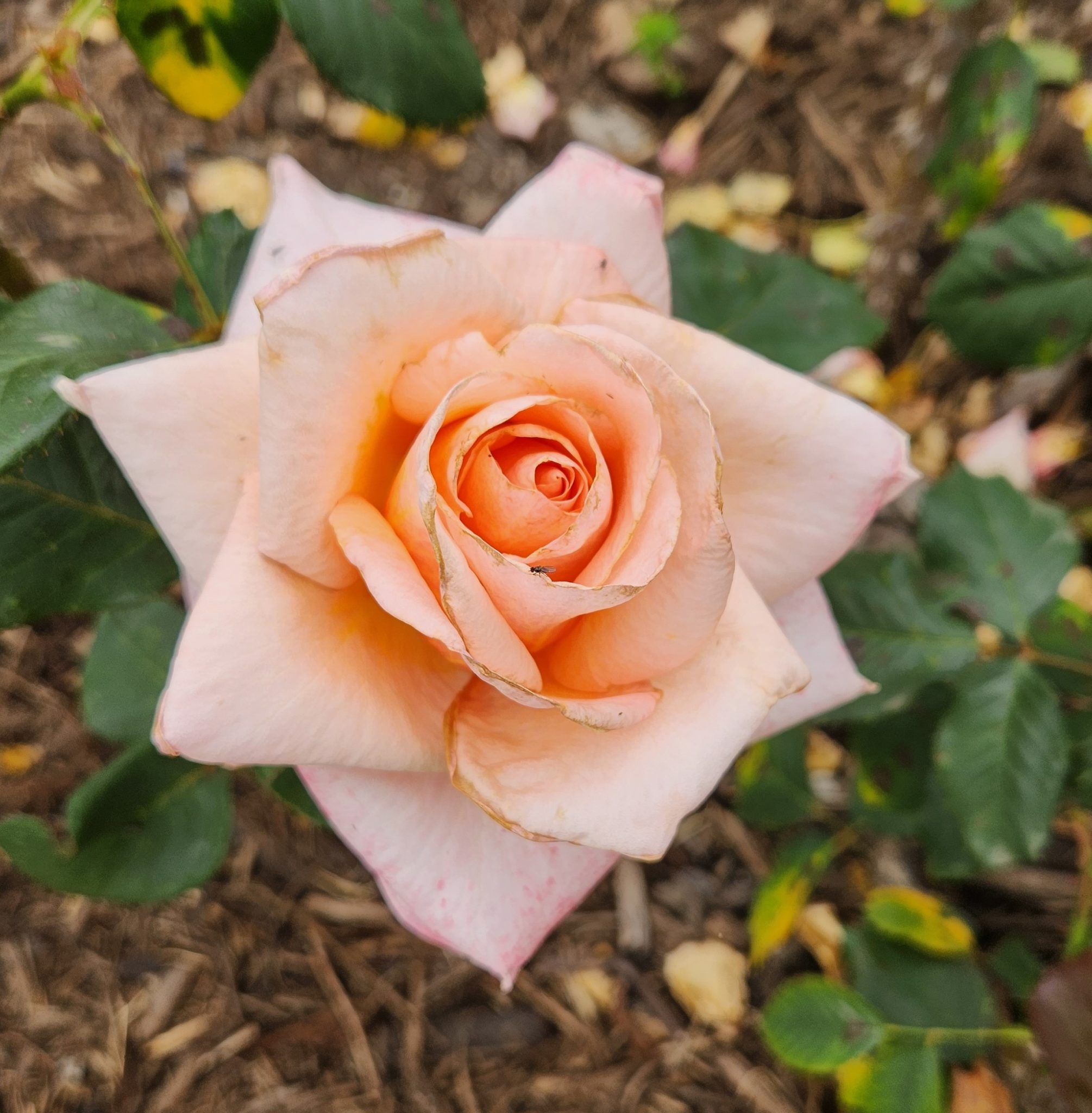 Rose 'Makybe Diva' Bush Form - Hello Hello Plants