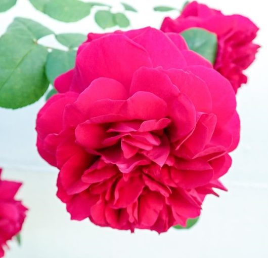 Close-up of a vibrant pink Rose 'Unconventional Lady' Bush Form (Copy) in full bloom with layers of petals, set against a background of green leaves on a lush rose bush, with another rose in the distance.