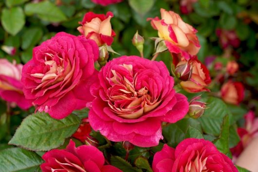 rose no surrender roses multicoloured blooms of hot pink - red and creamy yellow gold insides