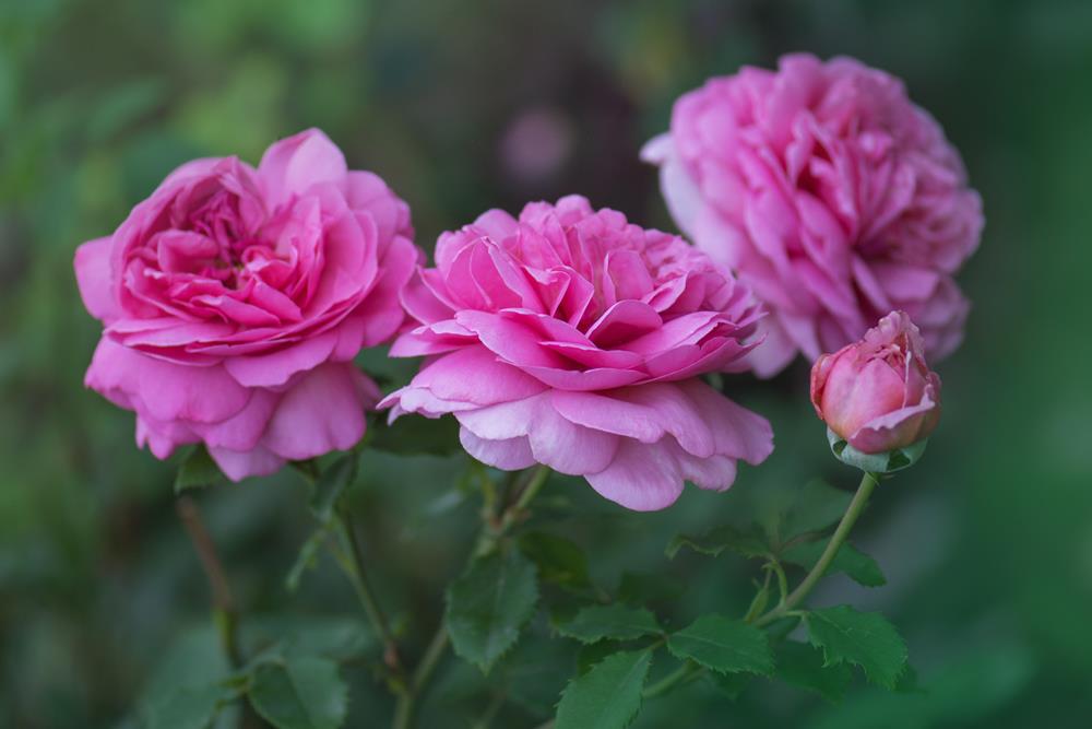 Rose 'Princess Alexandra of Kent' Bush Form - Hello Hello Plants