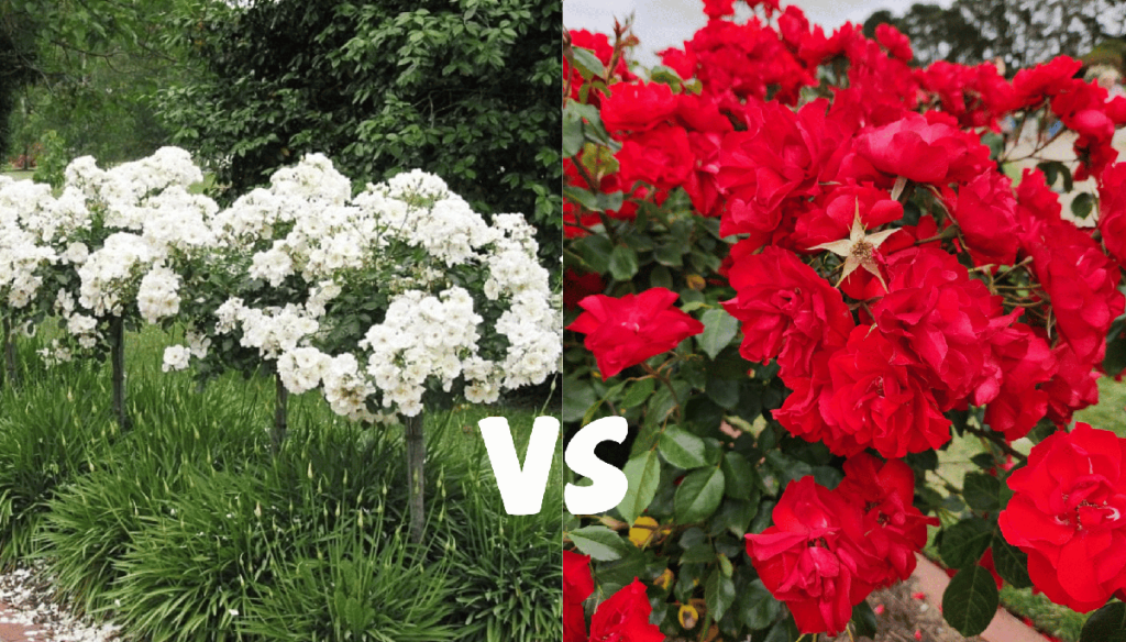 Comparison of two flower beds; on the left, white hydrangeas alongside green shrubs, and on the right, vivid red roses with a background of top indoor plants.