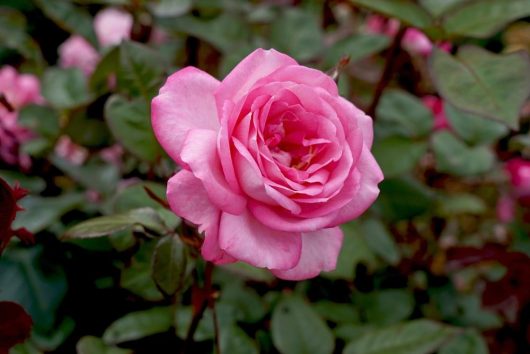 Close-up of a Rose 'Princess Alexandra of Kent' Bush Form (Copy) in full bloom, surrounded by green leaves and other roses in the background.