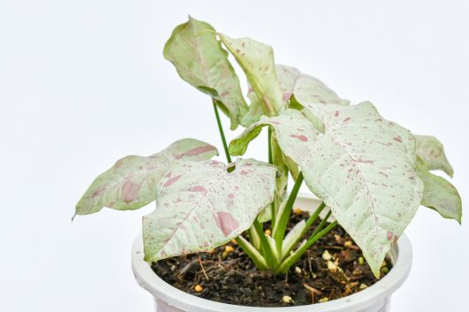 Syngonium 'Neon' 5" Pot plant with large variegated green and pink leaves, isolated on a white background.