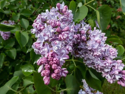 Close-up of clusters of light purple Syringa 'Katherine Havemeyer' Lilac (Bare Rooted) flowers with green leaves in the background, capturing the delicate beauty of Katherine Havemeyer variety.