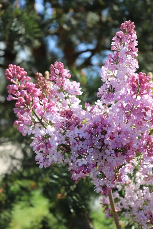 Close-up of blooming Syringa 'Sweetheart' Lilac (Bare Rooted) flowers with light purple and pink petals against a backdrop of green foliage.