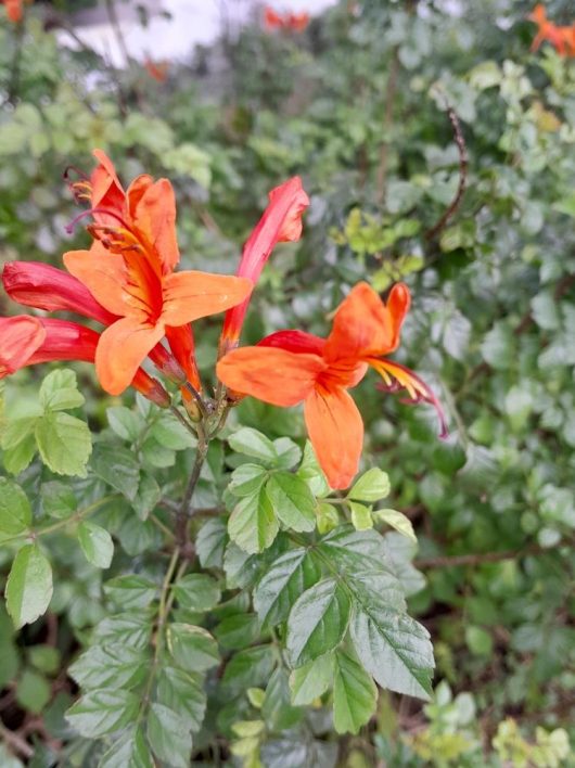 Bright orange Tecoma 'Cape Honeysuckle' 6" Pot with elongated petals blossom among green leaves, adding vibrant color to the garden.