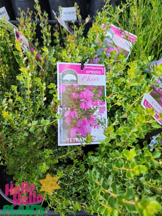 A plant with a label reading "Tetratheca 'Spring Cheer' 6" Pot" hangs among vibrant green foliage. The label, displaying an image of pink flowers and descriptive text, adds a touch of charm. In the corner, the words "Hello Hello Plants" are clearly visible.