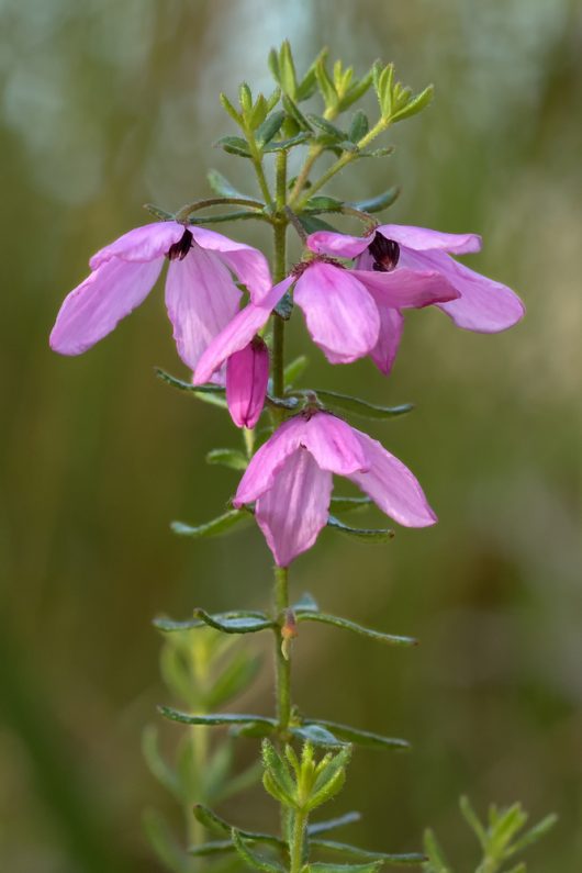 A close-up of a blooming pink Tetratheca 'Spring Cheer' 6" Pot on a green stalk with a blurred natural background.