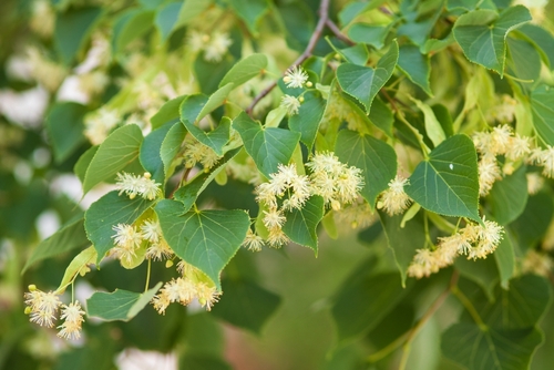 Tilia 'Greenspire™' Linden Tree - Hello Hello Plants