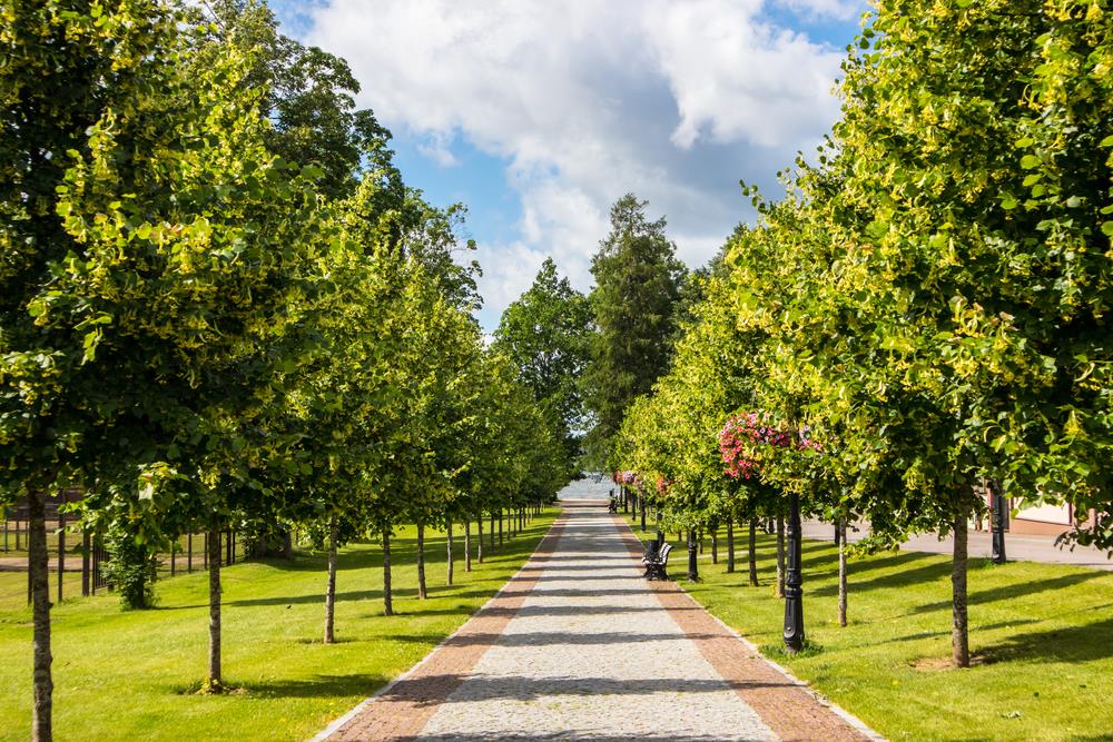 Tilia 'Greenspire™' Linden Tree - Hello Hello Plants